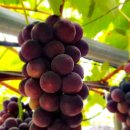 주아농장 이미지