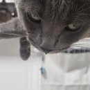 정직한 동물병원 | [레아의 일상] 레아의 콧물+재채기 소동 🐾 | 동물병원 다녀온 후기 (내돈내산)