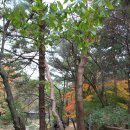 북한산 둘레길-소나무숲길과 순례길 이미지