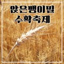 토종 앉은뱅이밀 수확축제 by 아쥬드블레 :: 황금물결, 마음에 꽂히다