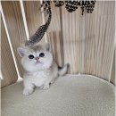 냥만스럽개 이미지