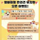 멍바이멍 반려견 유치원 네이버블로그