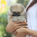 작당(서산점) | 당진 서산강아지분양 작고 건강한 장모치와와