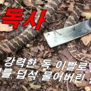 [맹독사 칠점사] 강력한 이빨로 곡갱이 덥석 물으버린 맹 독사 / 물리면 일곱 발자욱 옮기기 전 쓰러져 죽는다 / 이렇게 하시면 안전한 이미지