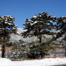 금강송 생태경영림 이미지