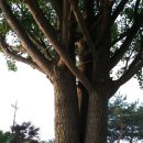 대마초등학교 이미지