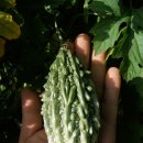 여주-0709 이미지