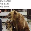 강도 Daum카페