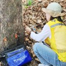 ‘나무건강 진단 장비’ 제대로 활용하려면 이미지