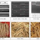 도라지-더덕-잔대' 구별법 나왔다 이미지