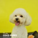 퍼피쿠키 이미지