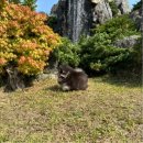 디디에퍼피 이미지