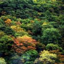 주산지 이미지