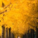 연세대학교 미래캠퍼스 | 가을 무드 물씬 찾아가는 연세대학교 미래캠퍼스 은행나무길 산책 어떨까요?