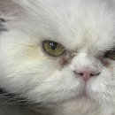 독한고양이 | 17살 노묘 고양이 각막 괴사증 안구적출, 중성화 수술