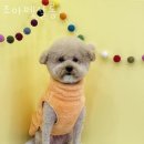 조아펫살롱 이미지