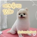 그루밍 사운드(Grooming Sound) | 새로운 곳에서의 새로운 출발!✨ #그루밍사운드 #수원애견미용