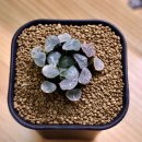 만상농장 이미지