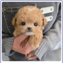 처음부터 끝까지 | 남양주 다산동 강아지분양 처음부터 끝까지 만족했던 후기