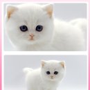 광주고양이분양 제나캣 광주점 이미지