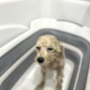 끌레르독 이미지