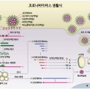 코로나19 바이러스 완전분석 - 김빛내리 이미지