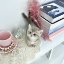 행복한집사 | 일산고양이무료분양 후기, 먼치킨과 함께 시작한 행복한 집사생활
