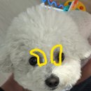 바른동물병원 | 수원 24시 바른동물병원 강아지 외이염 진료후기😭