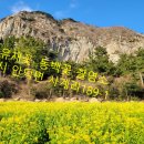 유채꽃사진촬영소 네이버블로그