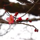 (주)금강고려하우징 | No.1 통도사 홍매_자장매와 만첩홍매 소식 &#39;25.2.15 (토)