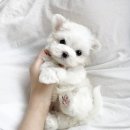 코코독(cocodog) 이미지