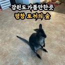 평창돼지집 | 강원도 아이랑 가볼만한곳 평창 토끼의숲 방문후기