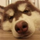 김용식농장 이미지