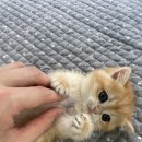 오독안심분양센터 강아지분양 고양이분양 목동점 이미지