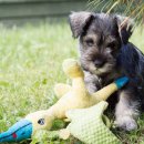 운정24시동물의료센터 이미지