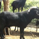 엄지농장 이미지