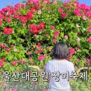 넘버25울산무거점 | 울산대공원 장미축제 후기 기본정보 입장료 실시간 개화상황 주차장