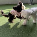 댕스미스 애견미용 이미지