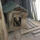 나는강아지 이미지