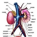 신우요관암이란? 이미지