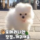 토리 이미지