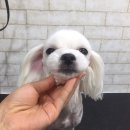 아이펫샵 이미지