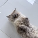 네일룸마리