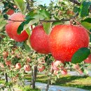 2025 밀양 대추 얼음골사과 대축제 프로그램 일정표 보기