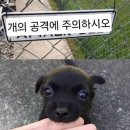 원조동부막창 이미지