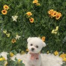 멍멍미용실 이미지