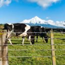 철주농장 | [건자재114]가시철망, 단순 울타리가 아닌 “보안과 경계”의 핵심 자재