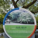 안민동 정자나무 | 밀양 가볼 만한 곳 이팝나무로 유명한 밀양 위양지