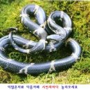 한국 토종뱀, 흑질황장 이미지