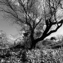 화포천생태습지공원 이미지